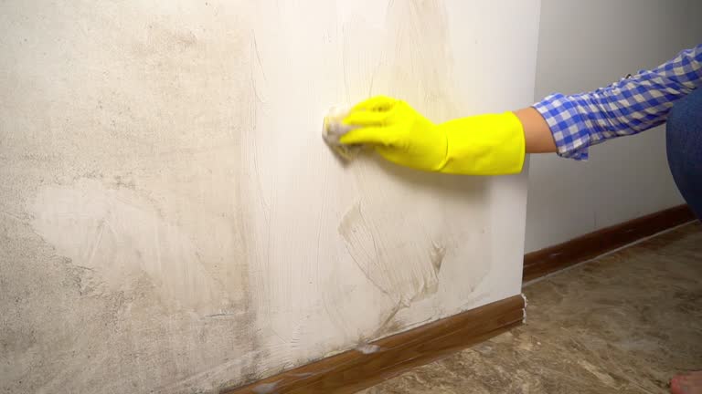 Best Water Damage & Mold Remediation  in USA